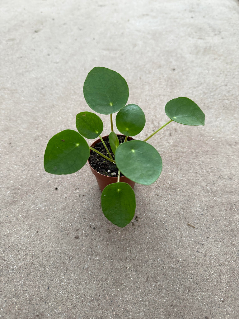 3" Pilea Peperomioides