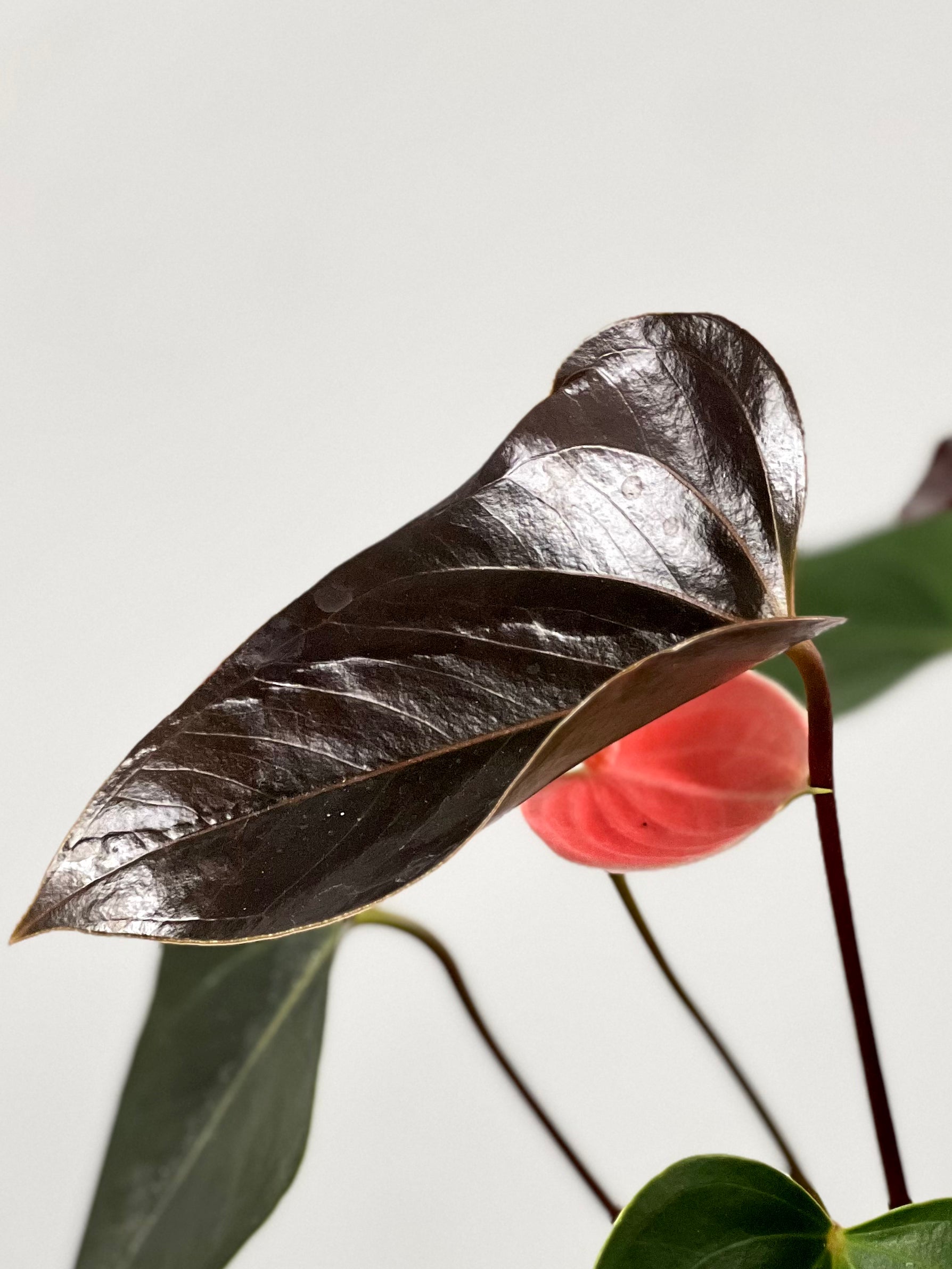 rainbow anthurium 4" Anthurium, Rainbow Champion – Plant Decor Shop