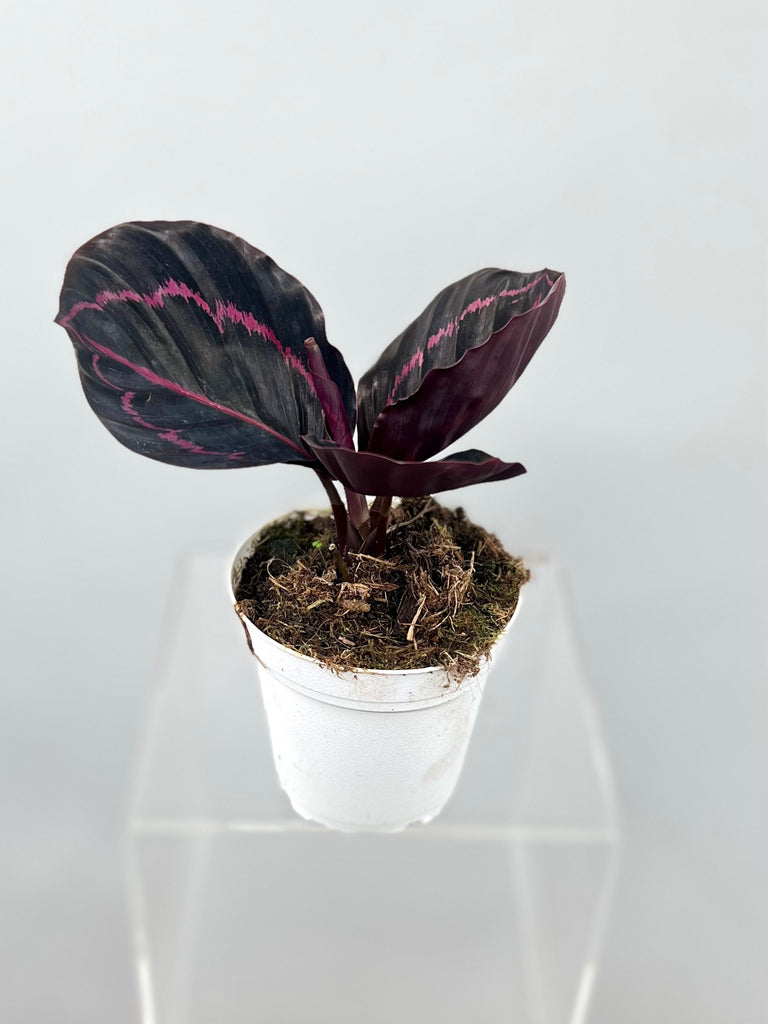 4" Calathea Dottie