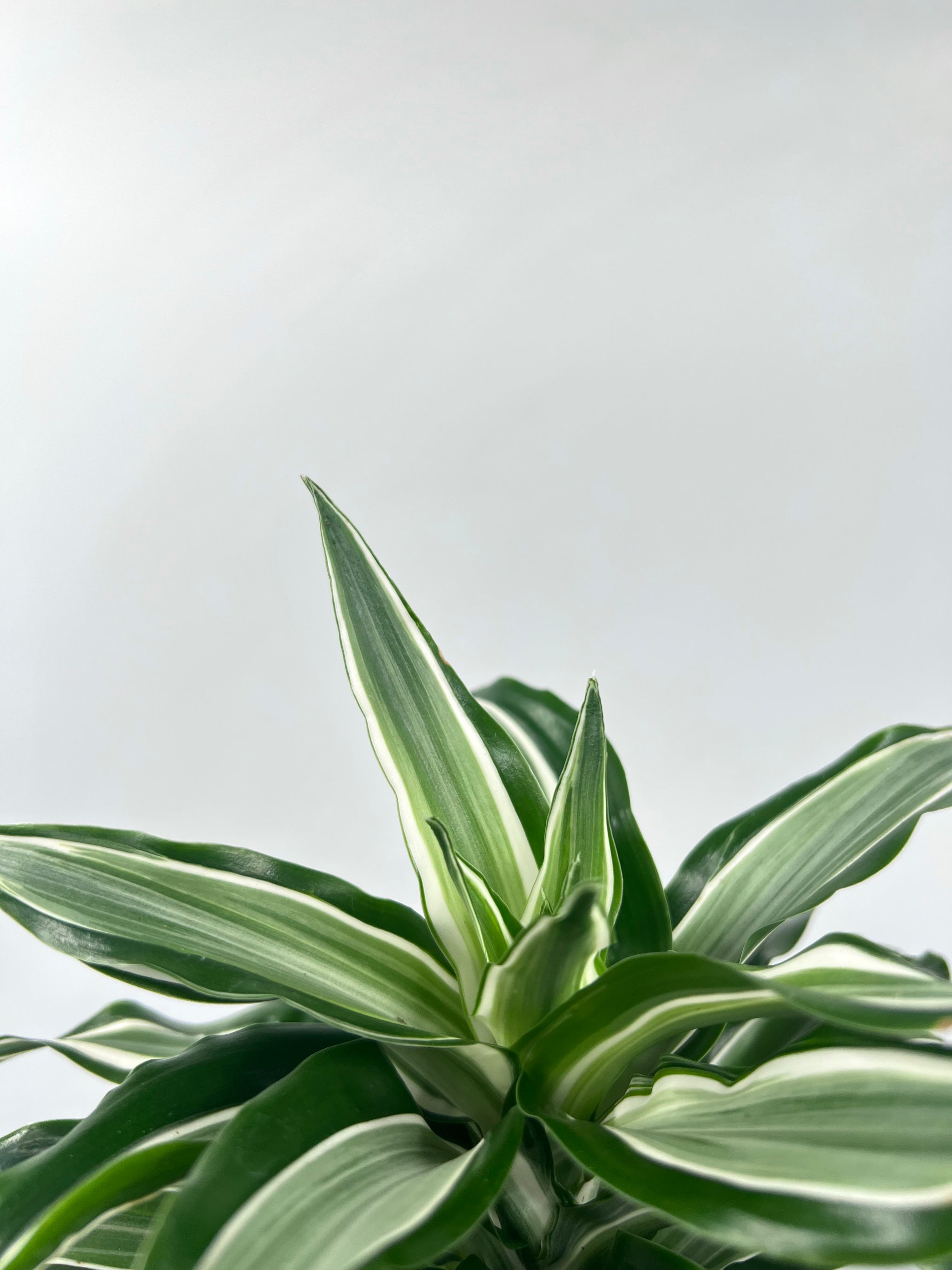 dracaena angazi 4" Dracaena Kanzi – Plant Decor Shop