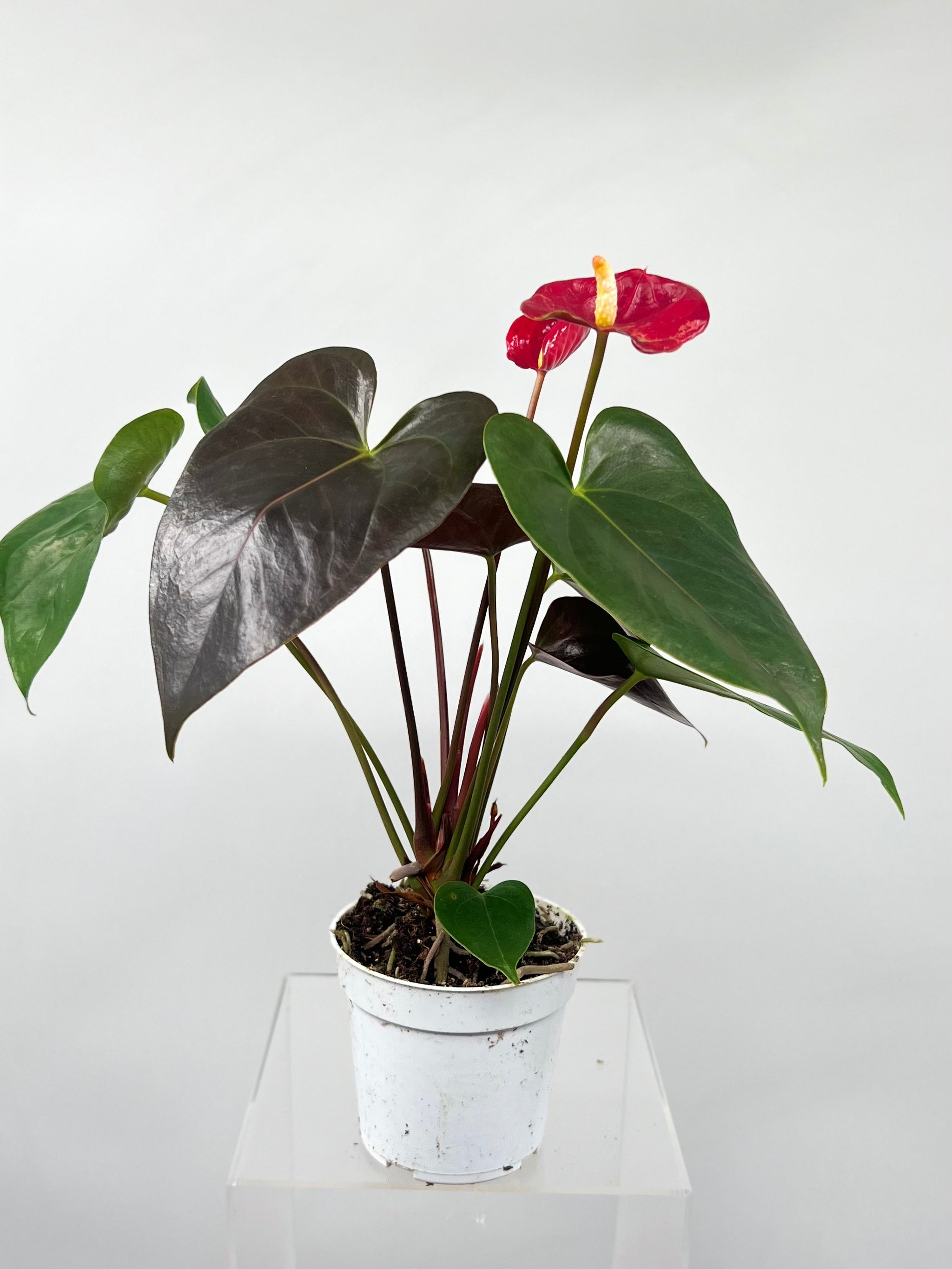 anthurium red champion Anthurium 'Coral Champion'