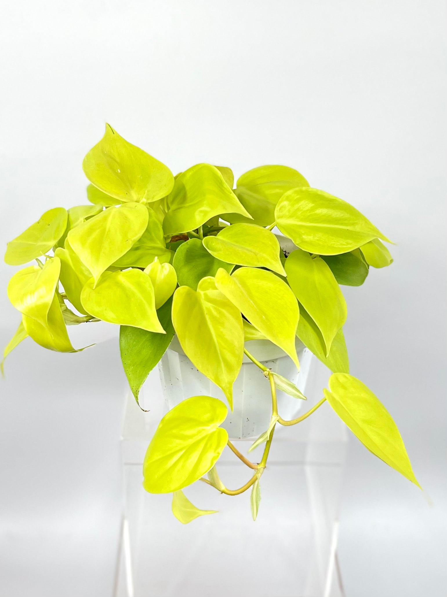 philodendron cordatum neon edible Philodendron