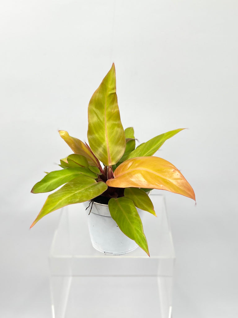 4" Philodendron Prince Of Orange