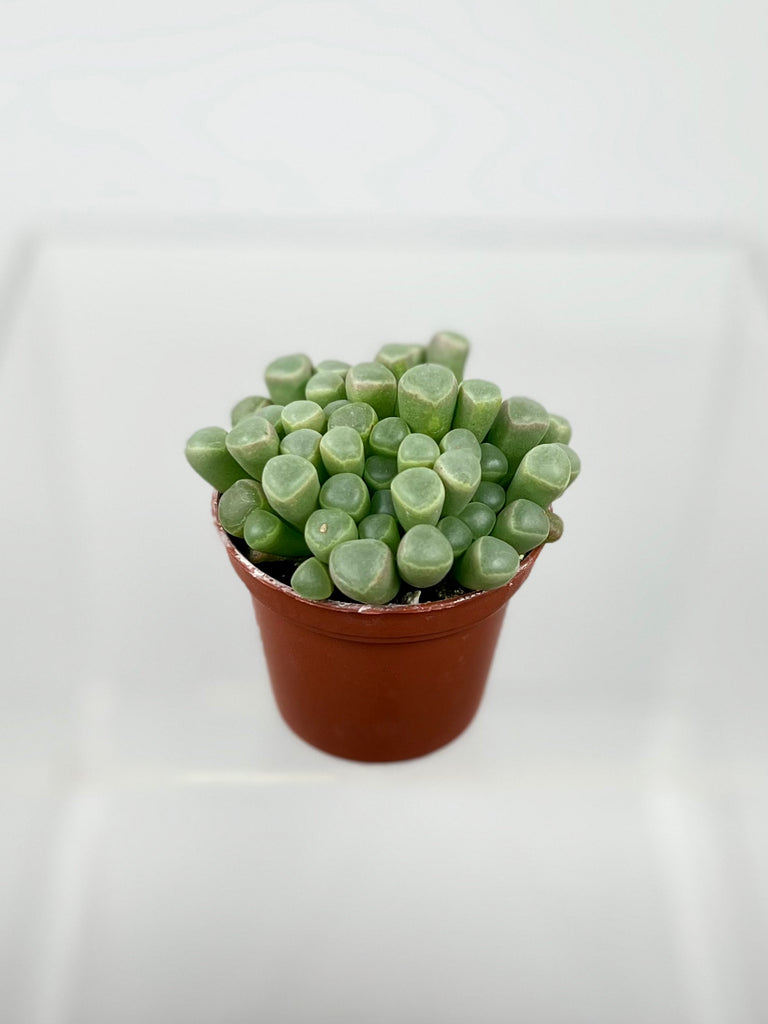 2" Fenestraria 'Baby Toes'