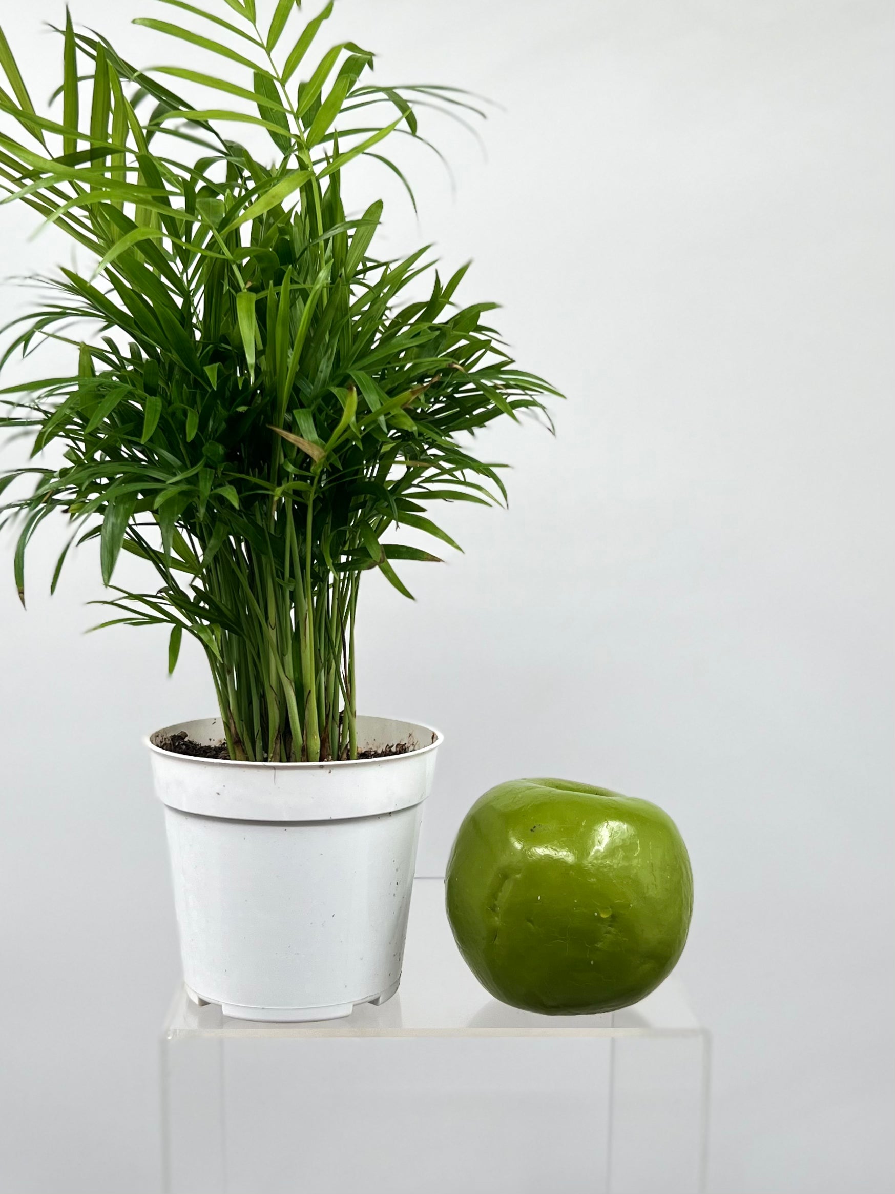 parlor palm where to buy 4" Chamaedorea Neanthe Bella – Plant Decor Shop