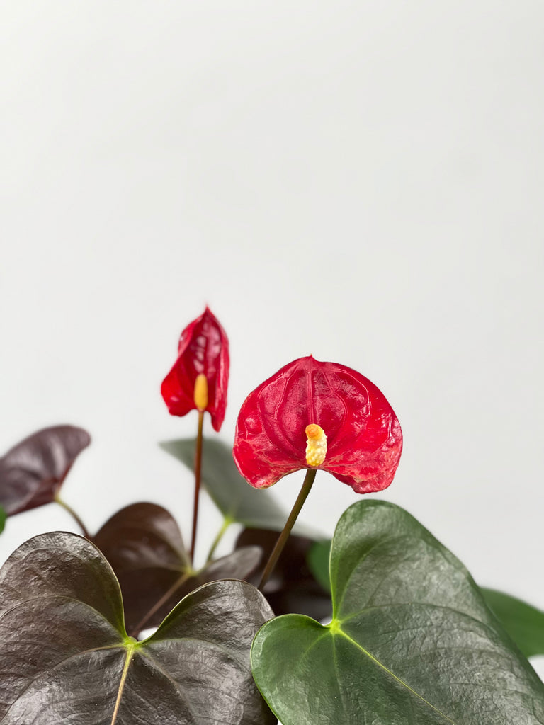 anthurium red winner 4" Anthurium, Coral Champion – Plant Decor Shop