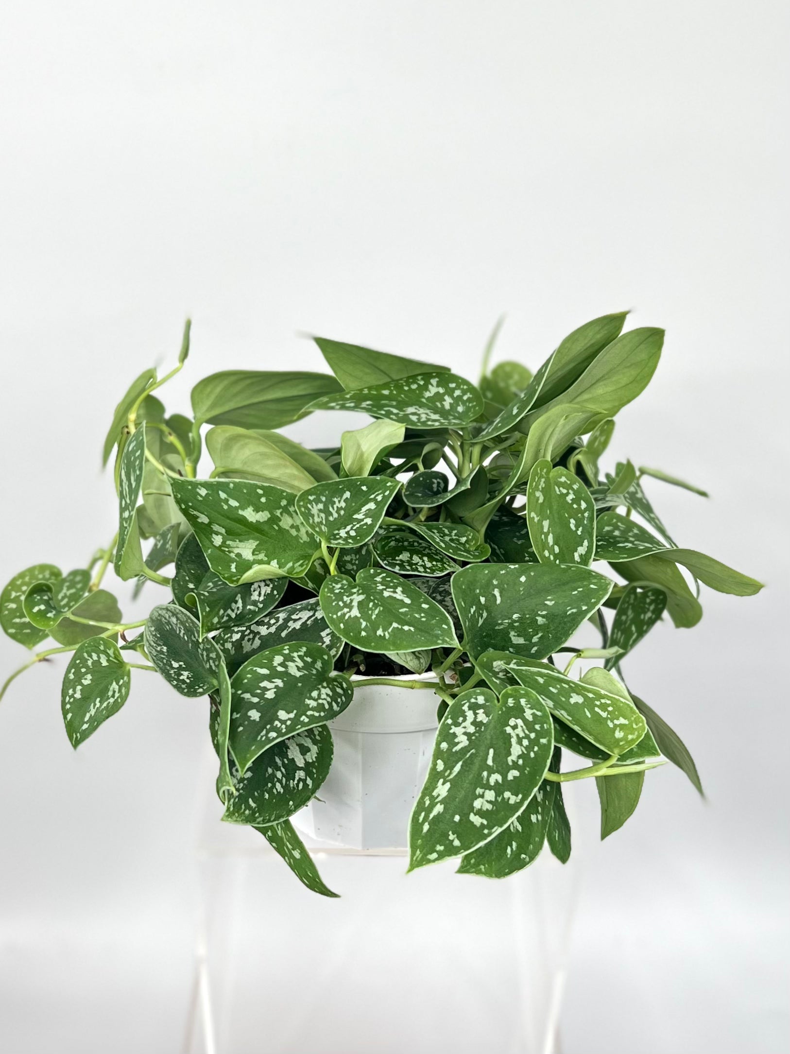 pothos argyraeus Satin Pothos Scindapsus Pictus Argyraeus
