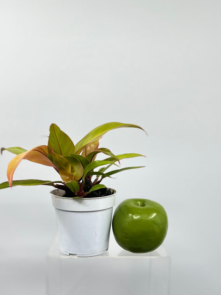 buy prince of orange philodendron 4" Philodendron Prince Of Orange – Plant Decor Shop