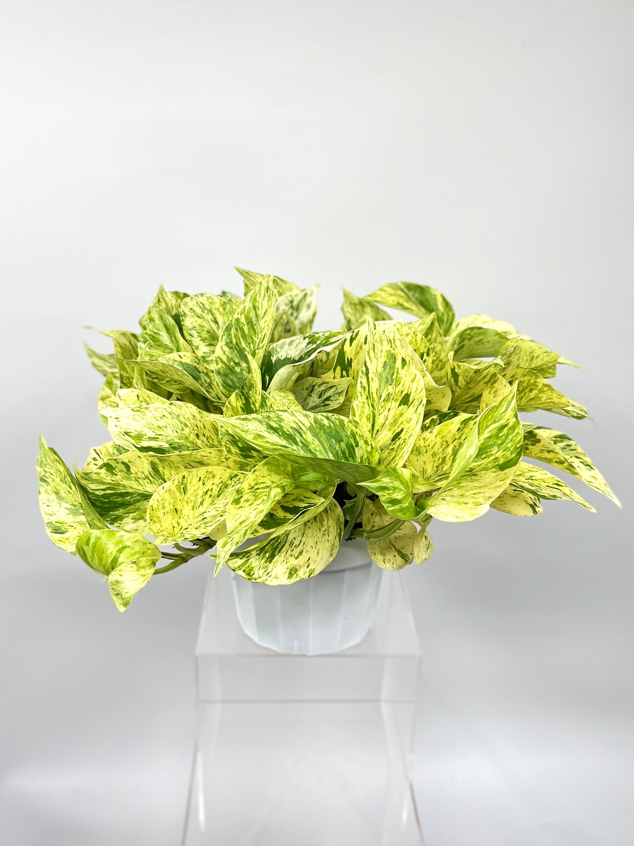 marble queen pothos white leaves 6" Pothos, Snow Queen – Plant Decor Shop