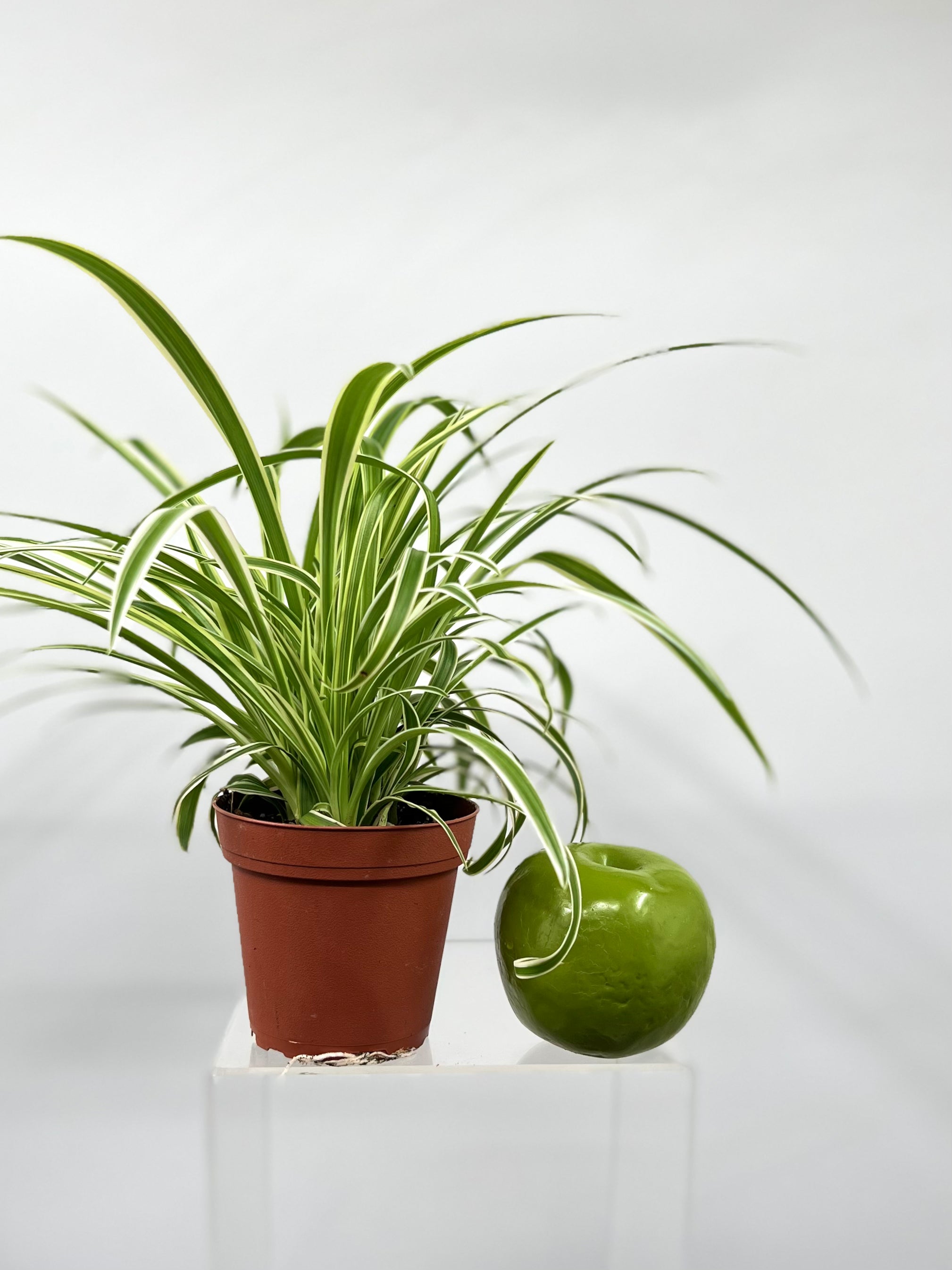 spider plant decoration Spider Plant 'Reverse' 4" Pot / Nursery Pot