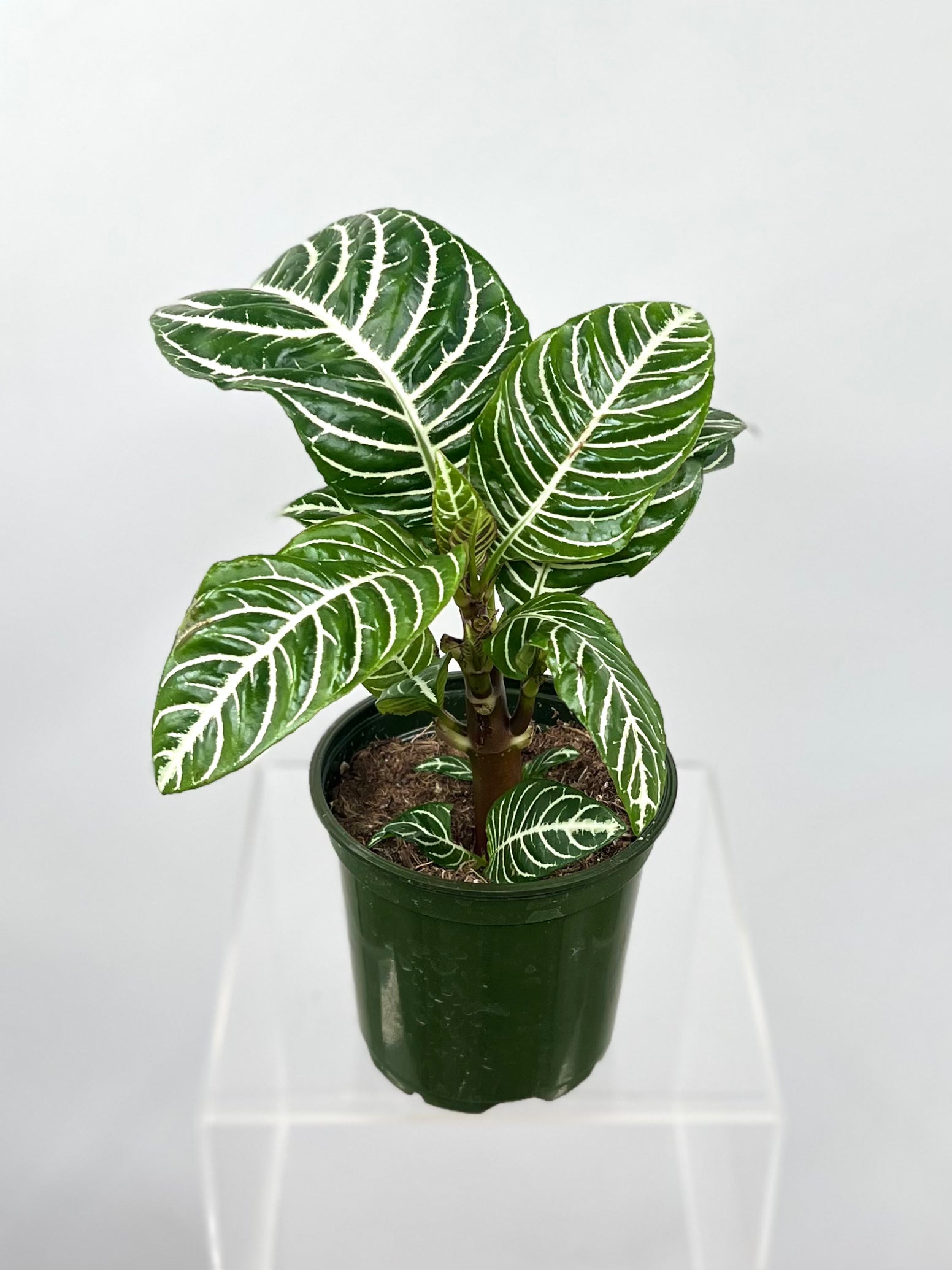 zebra plant indoor Aphelandra Zebra Plant - Aphelandra Squarrosa