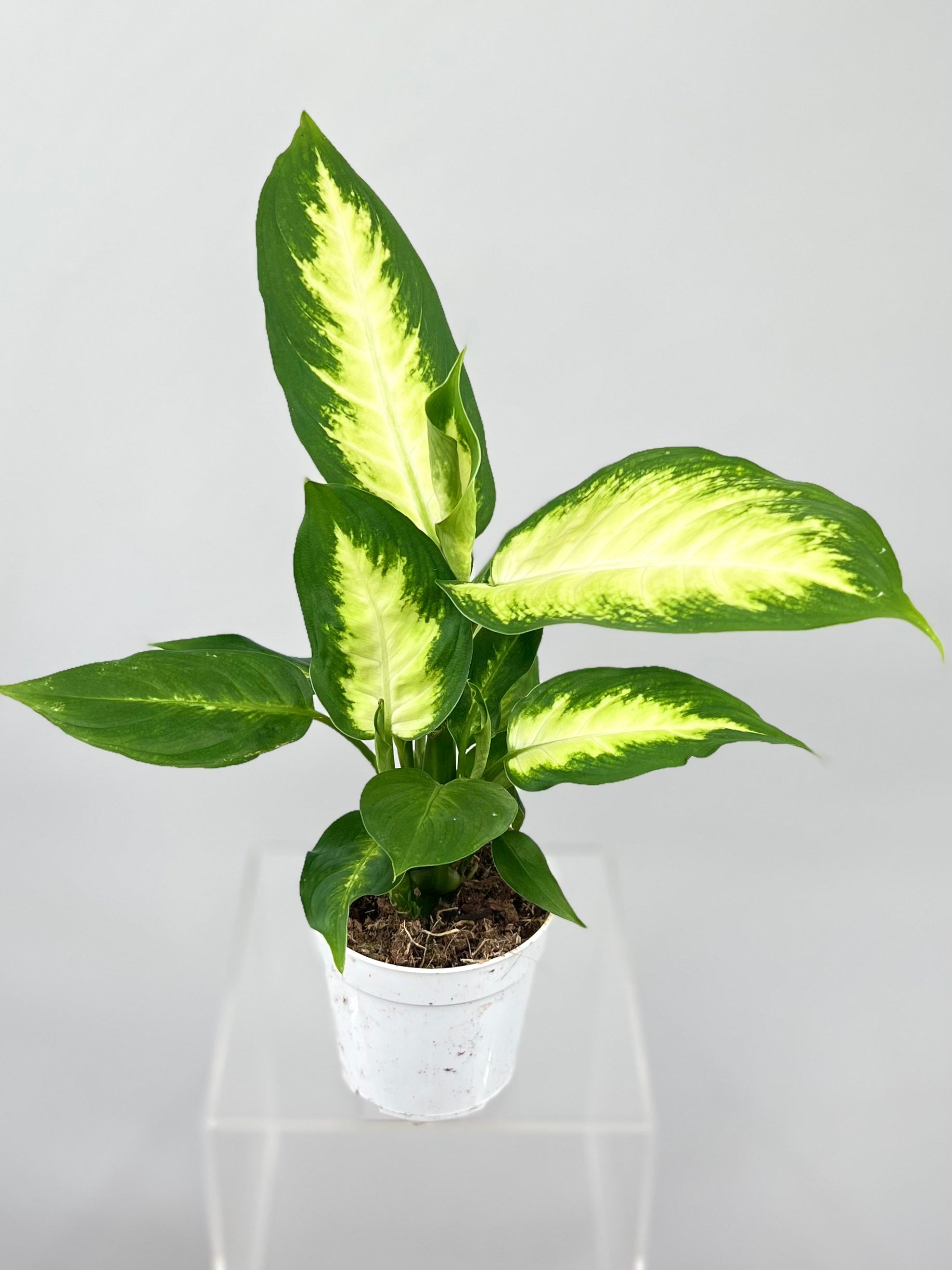 camilla dieffenbachia Dieffenbachia CAMILLE