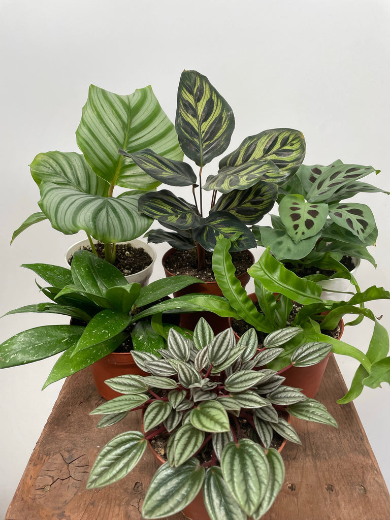 Small Houseplant Subscription 1st Month Free