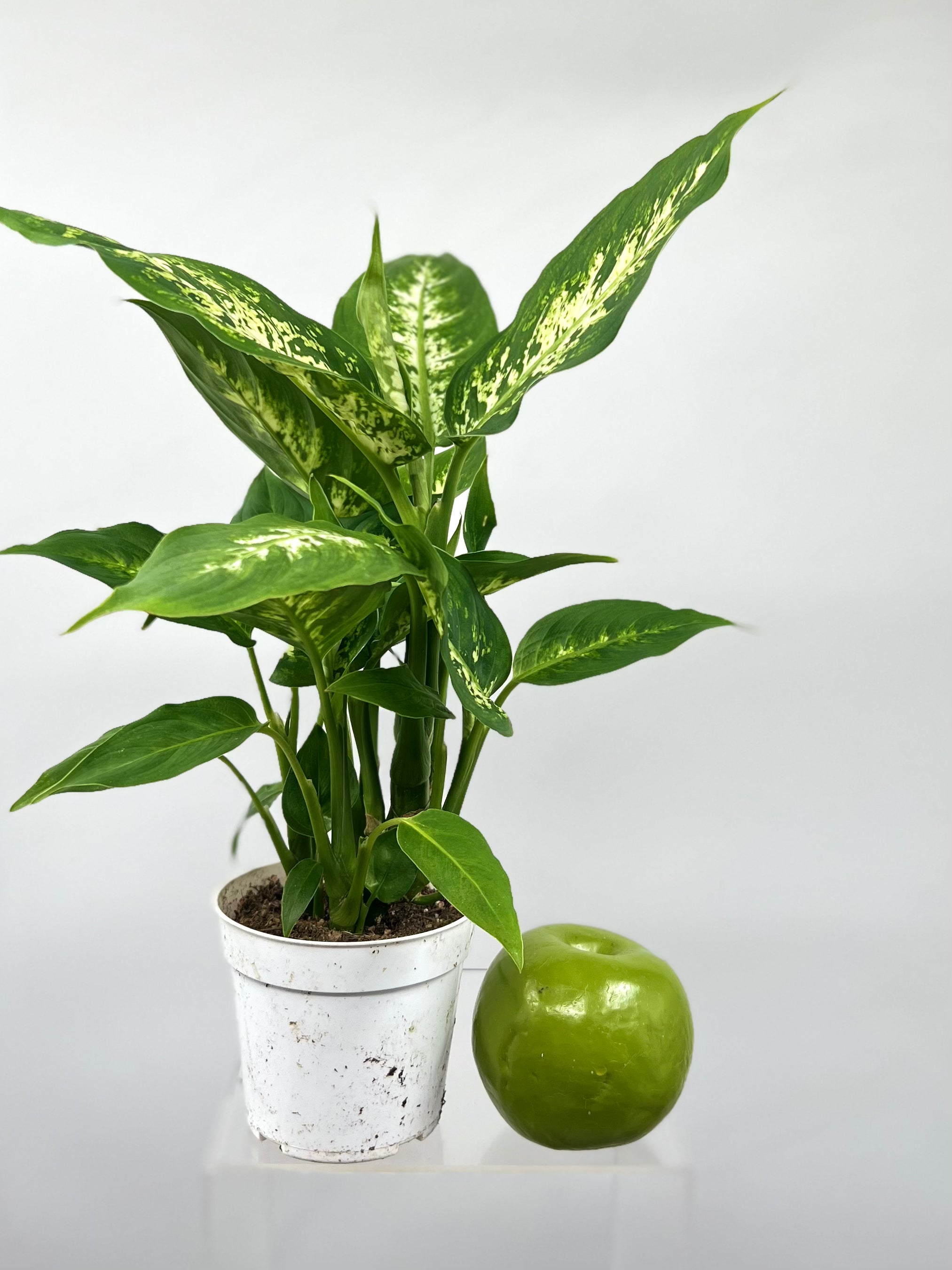 dieffenbachia compacta common name 4" Dieffenbachia Compacta – Plant Decor Shop