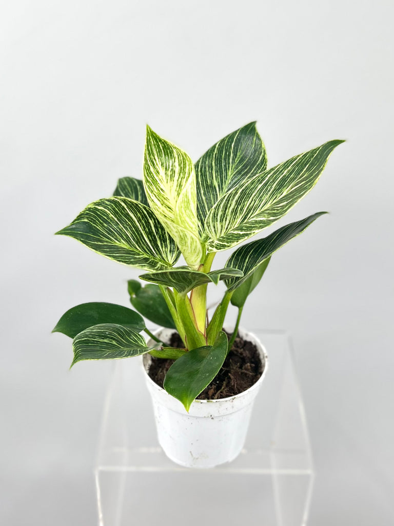 4" Philodendron Birkin