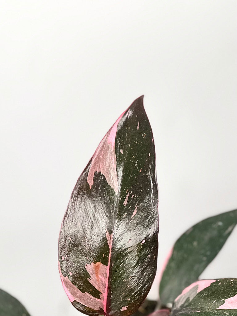 4" Philodendron Pink Princess