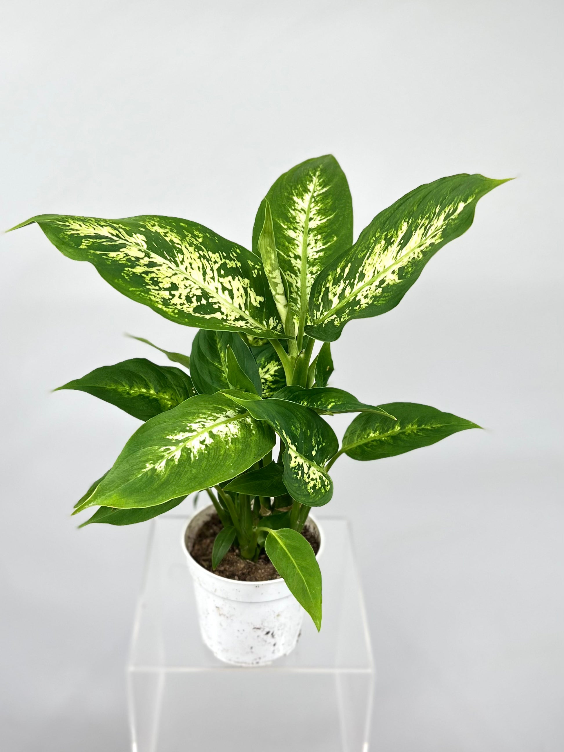 dracaena massangeana care 4" Dieffenbachia Compacta – Plant Decor Shop