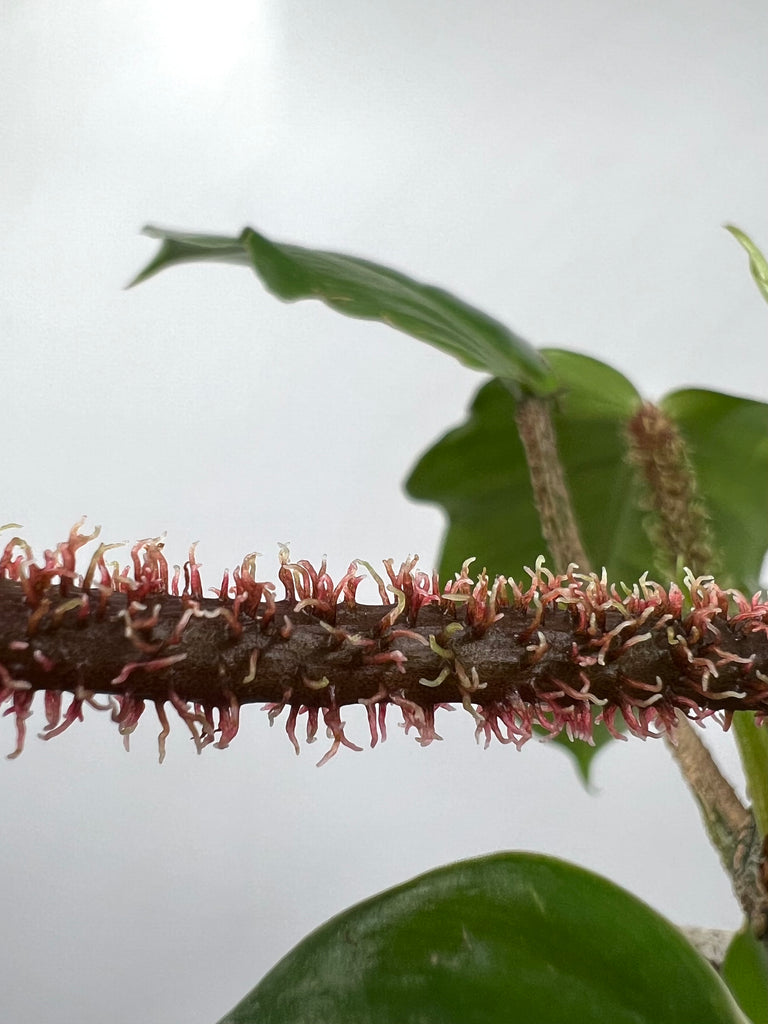 6" Philodendron Squamiferum