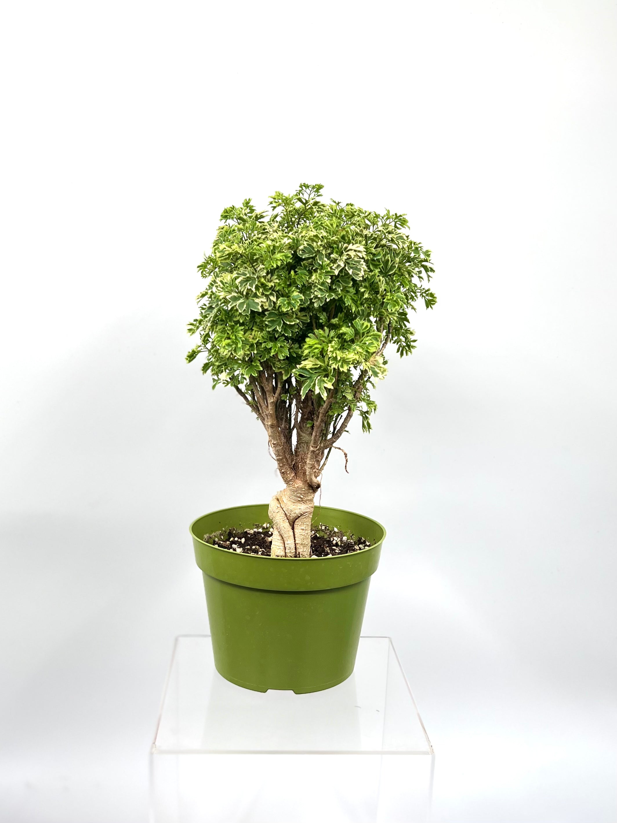 ming bonsai tree 6" Ming Aralia Gold, Mini Bonsai – Plant Decor Shop