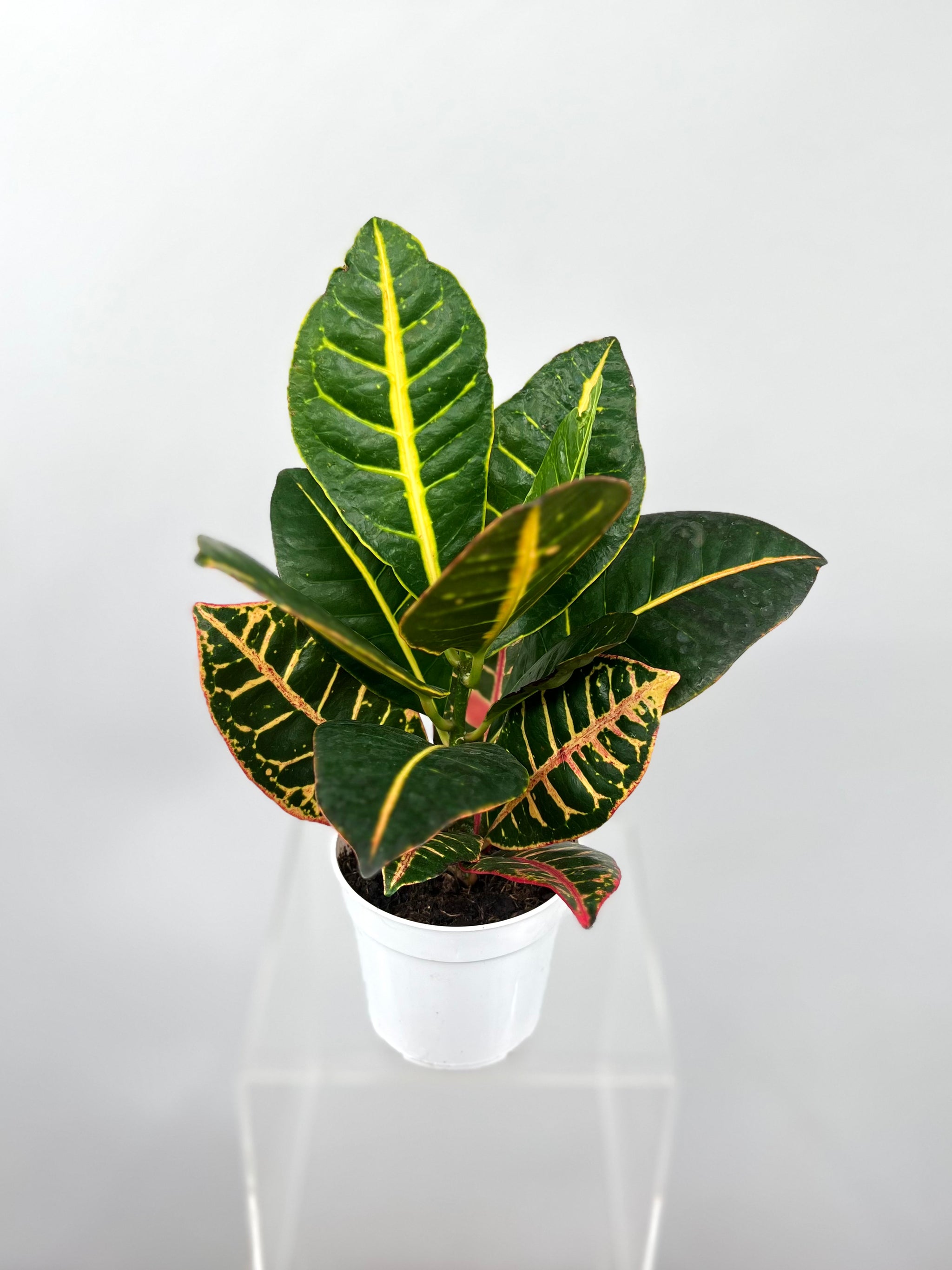 Croton, 4in, Petra