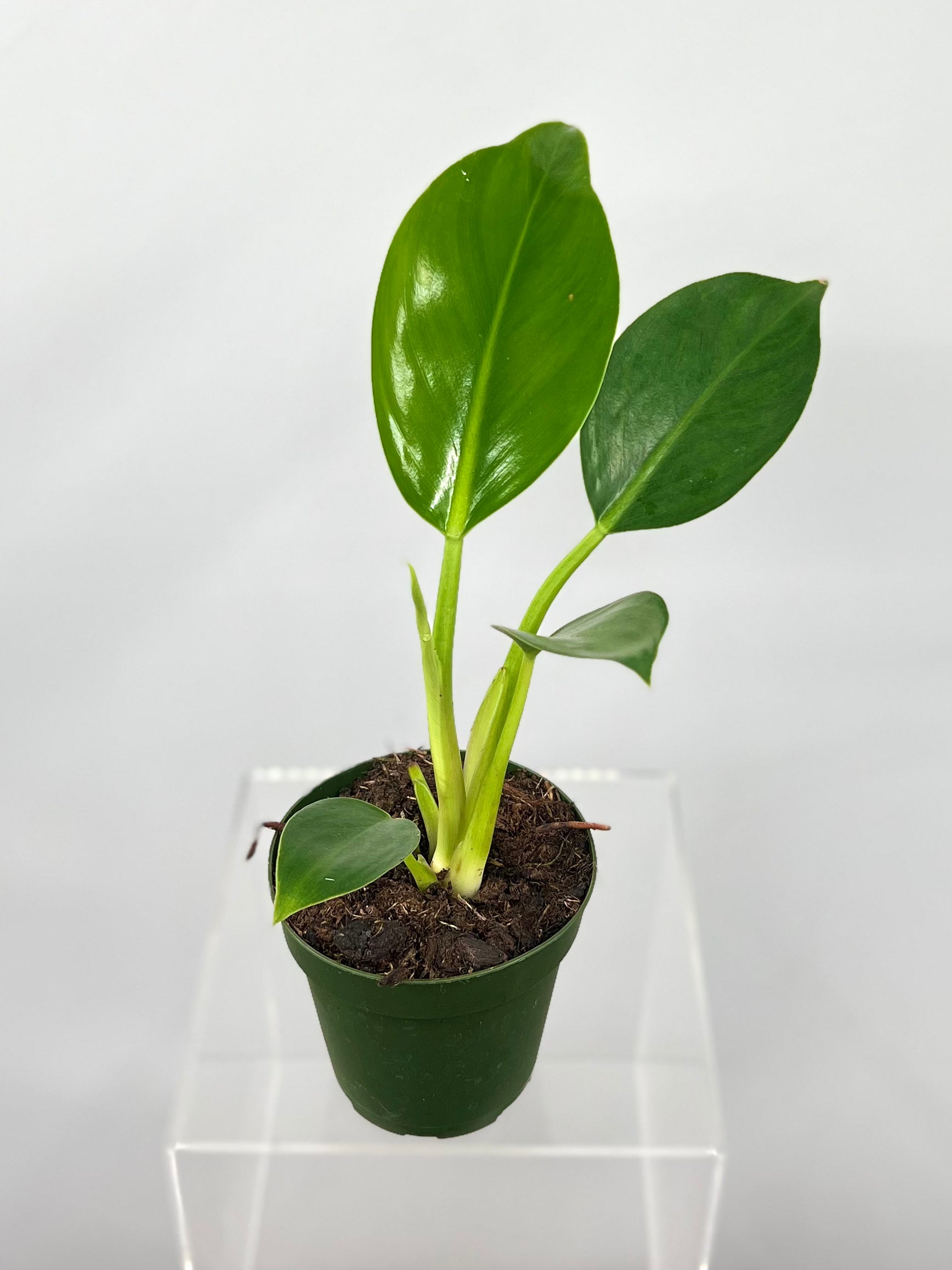 philodendron deco Green Congo Philodendron 4"