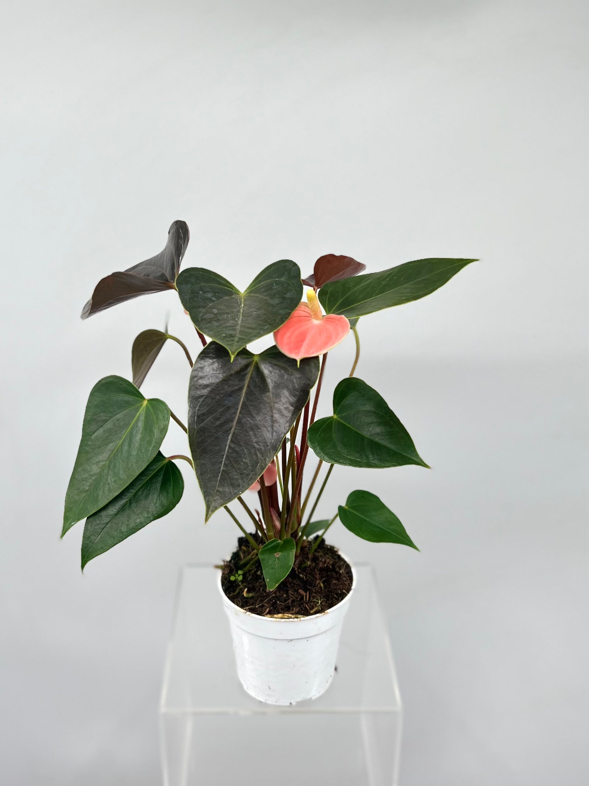 anthurium multicolor Anthurium 'Rainbow Champion' 4"