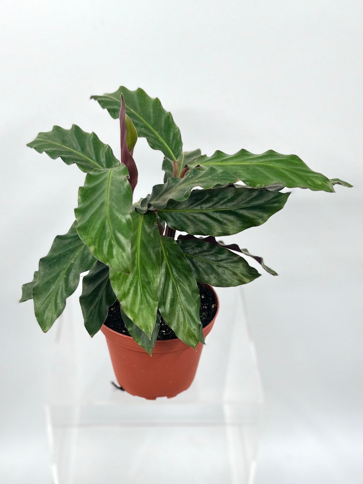 calathea rufi 4