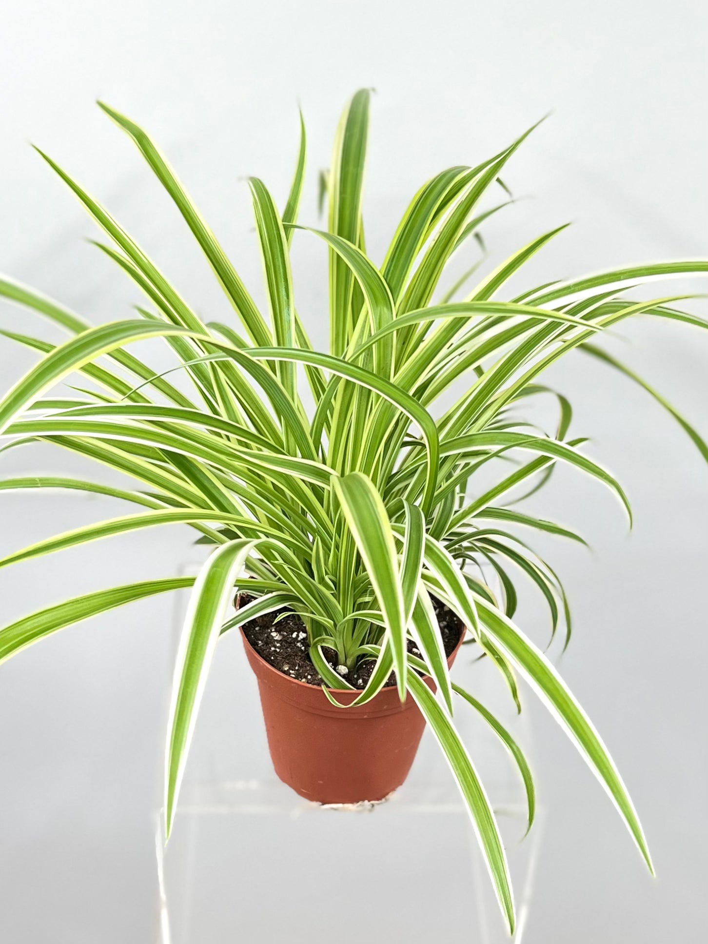 chlorophytum reverse spider plant Spider Plant 'Reverse' 4" Pot / Nursery Pot