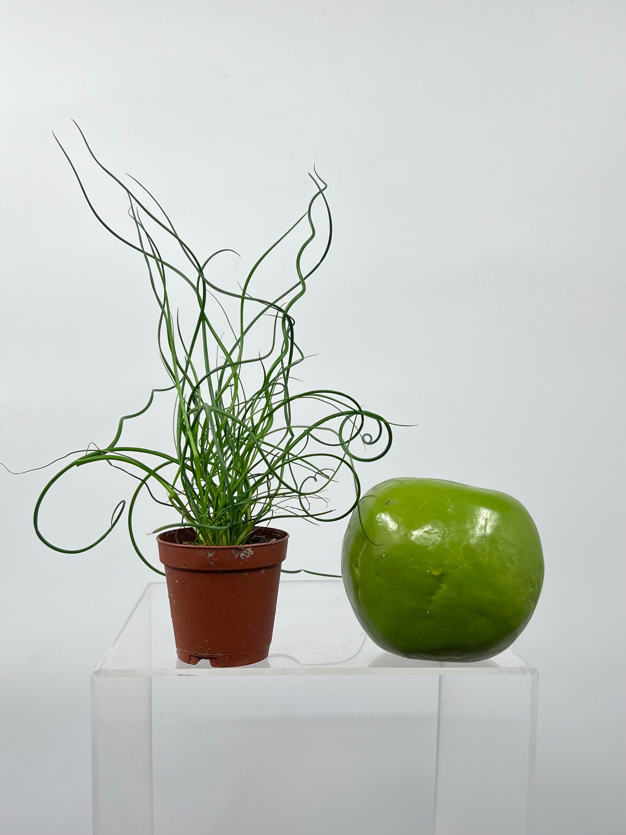 spiral indoor plant 2" Juncus Spiral – Plant Decor Shop