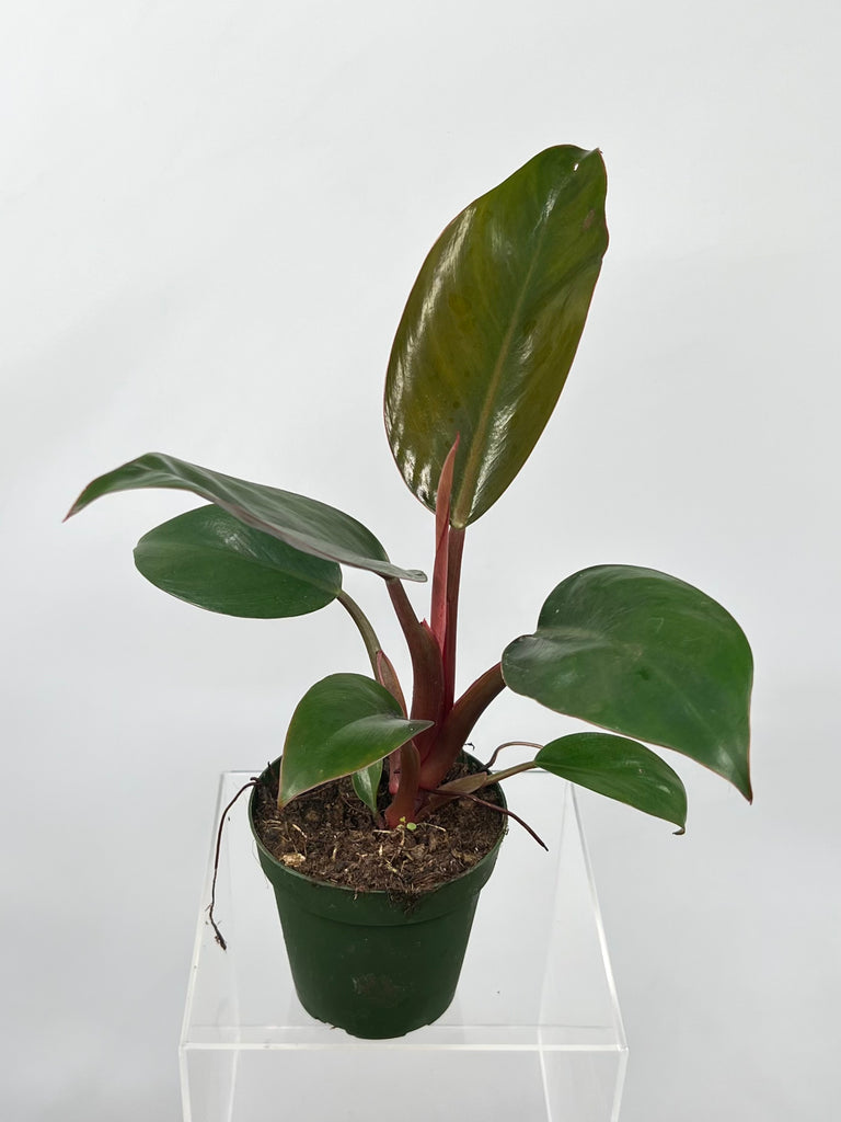 4" Philodendron Congo Rojo