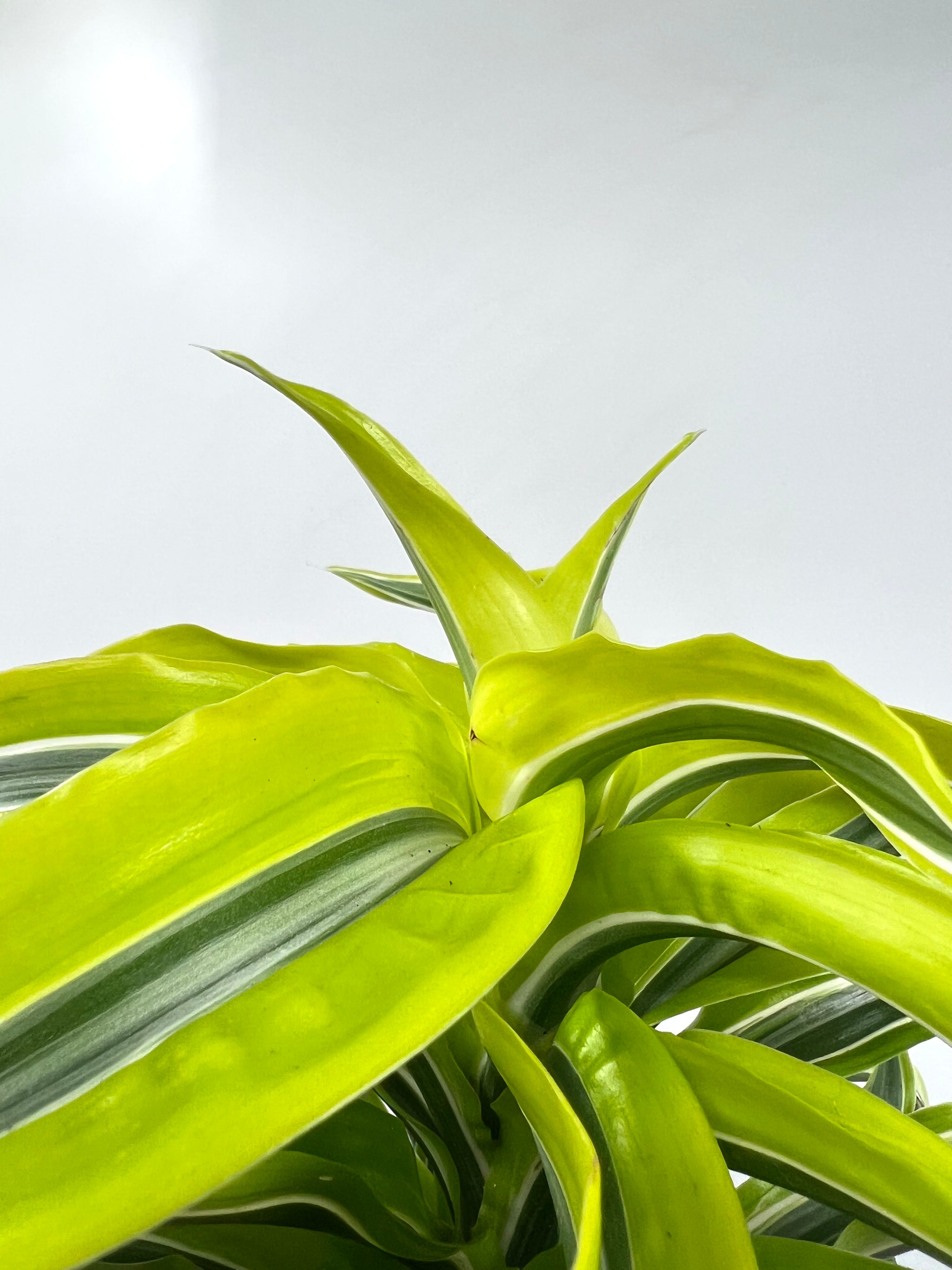 dracaena lemon surprise care 4" Dracaena Lemon Surprise – Plant Decor Shop