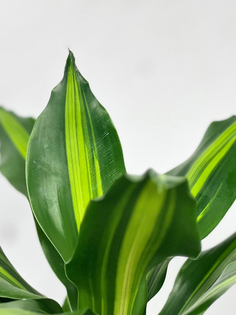 4" Dracaena Golden Heart