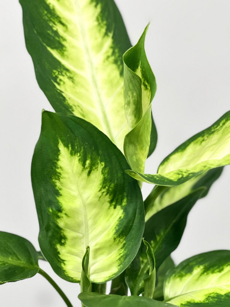 dieffenbachia camille light 4" Dieffenbachia Camille – Plant Decor Shop