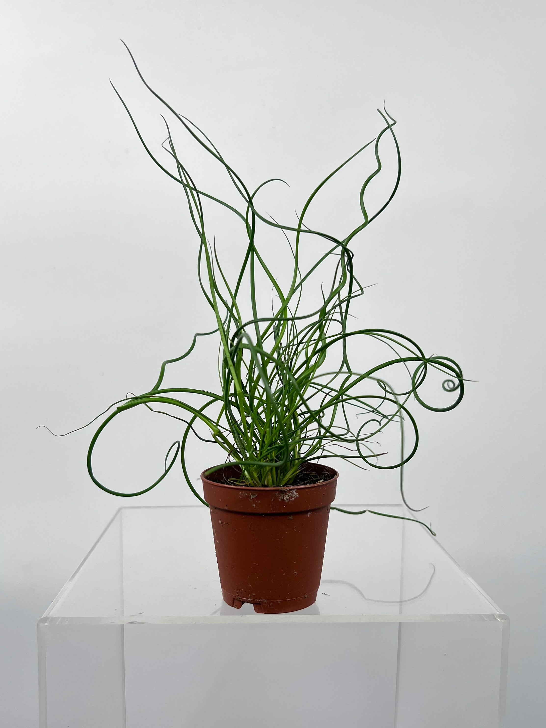 corkscrew succulent 2" Juncus Spiral