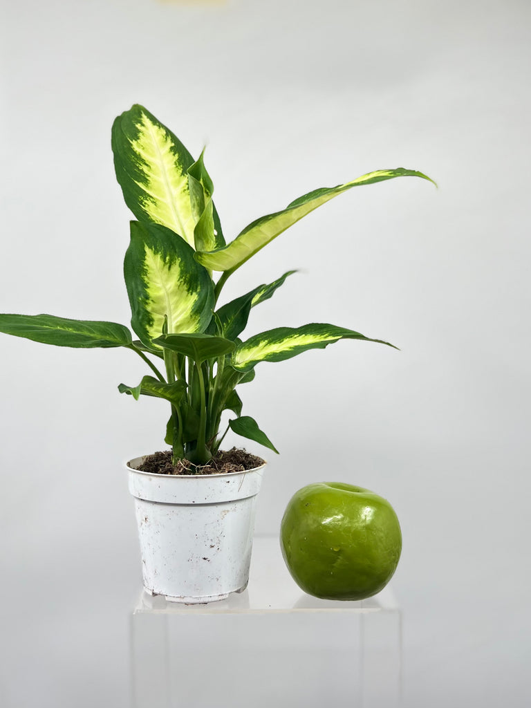 camille dieffenbachia 4" Dieffenbachia Camille – Plant Decor Shop
