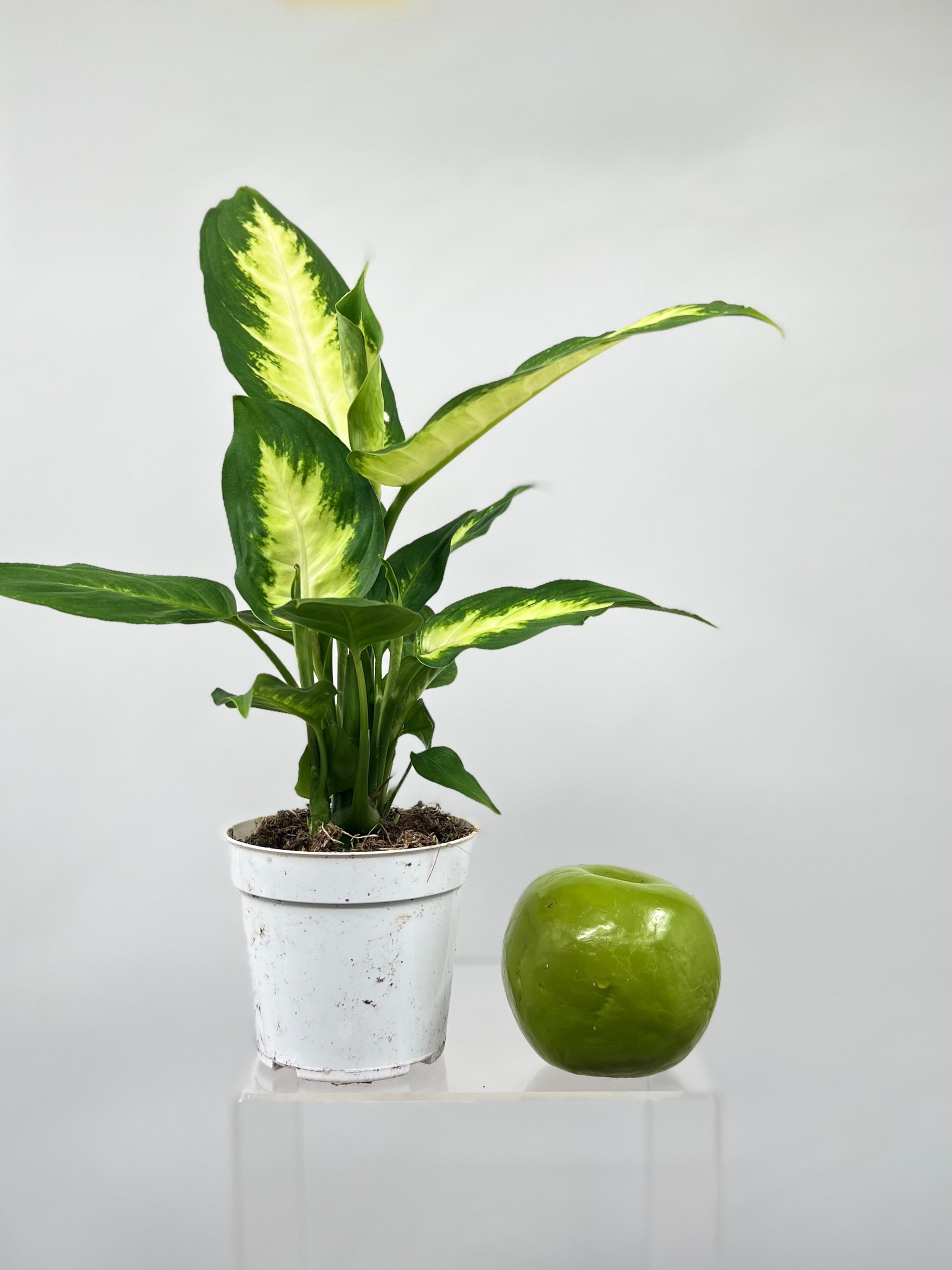 Dieffenbachia CAMILLE - 4"