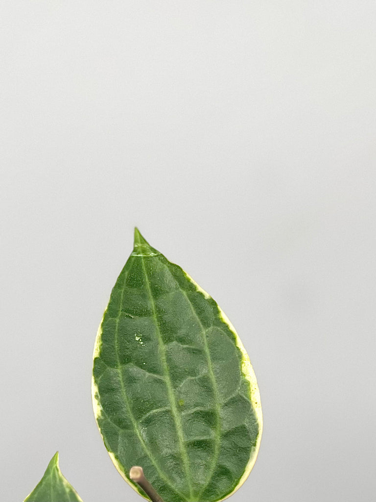 4" Hoya Macrophylla, Variegated 'Albomarginata'