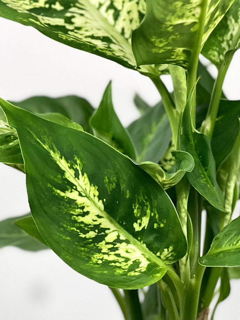 dieffenbachia perfecta compact 4" Dieffenbachia Compacta – Plant Decor Shop