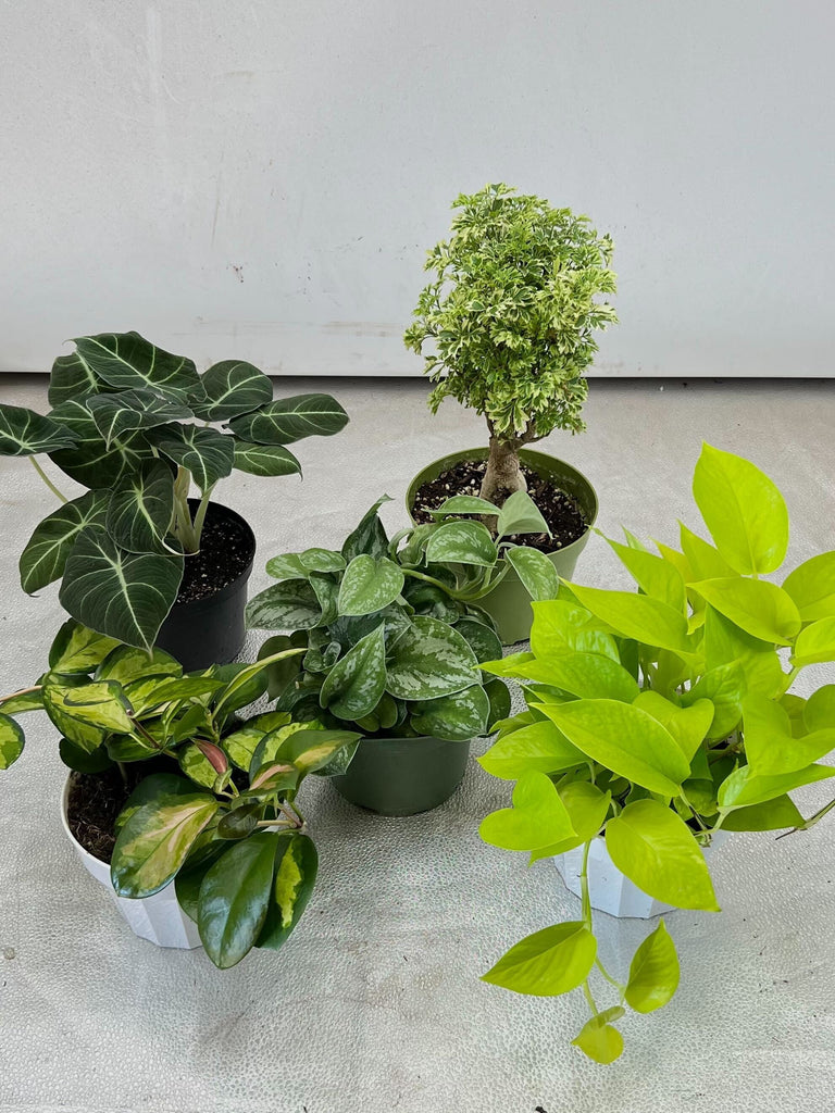 Medium Houseplant Subscription