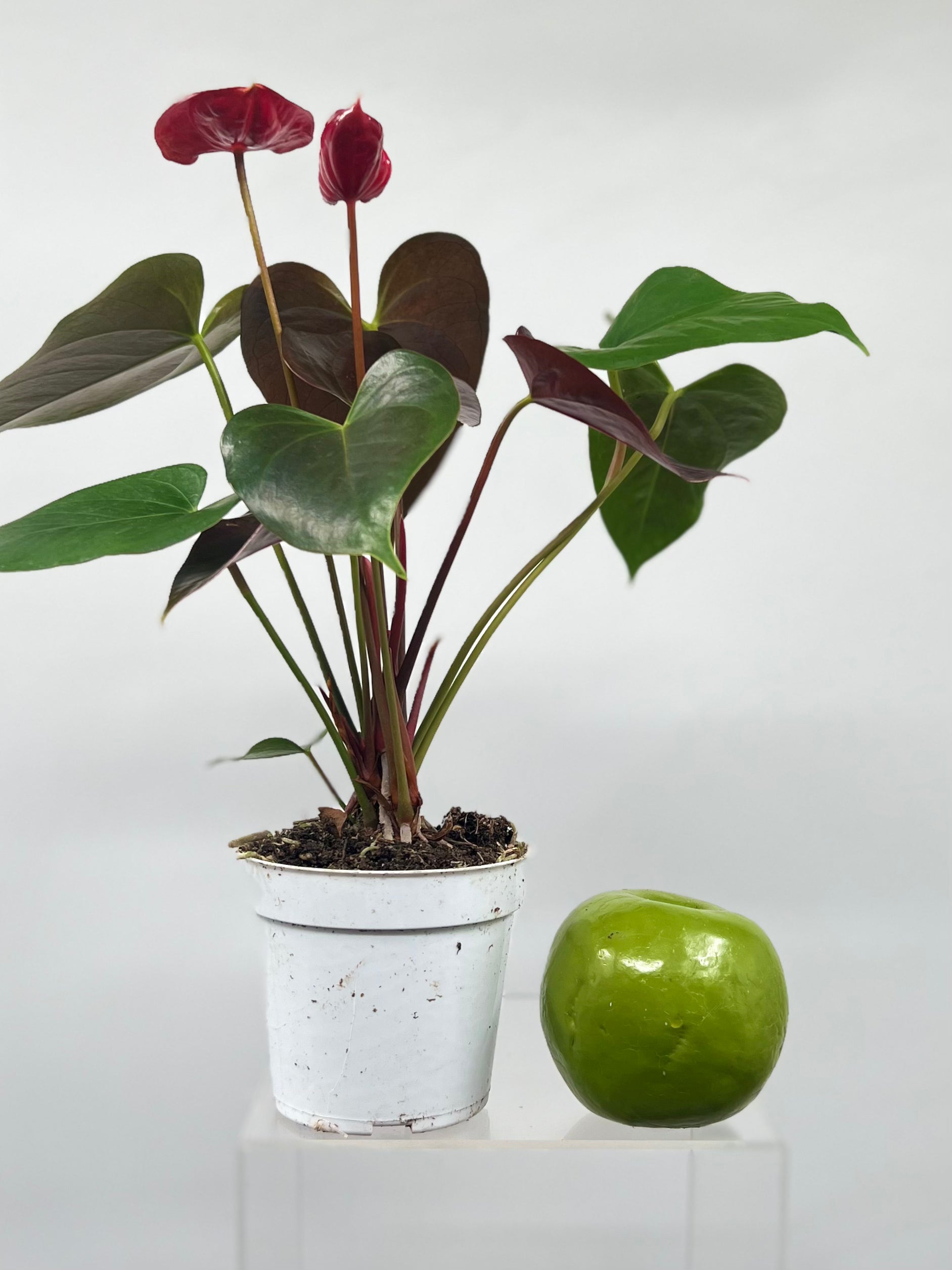 anthurium corallinum 4" Anthurium, Coral Champion – Plant Decor Shop