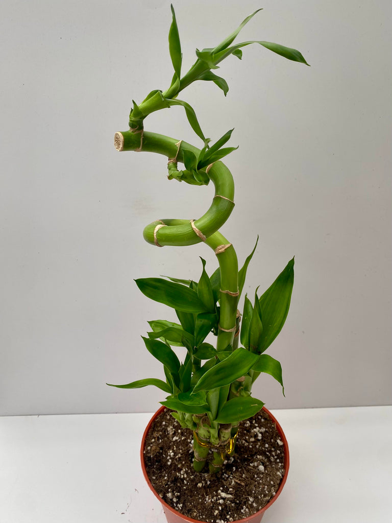 6" Lucky Bamboo