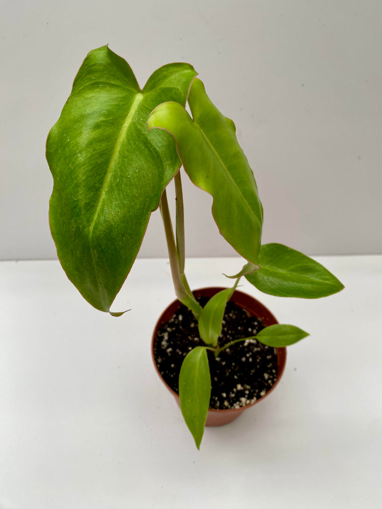 4" Philodendron Paraiso Verde