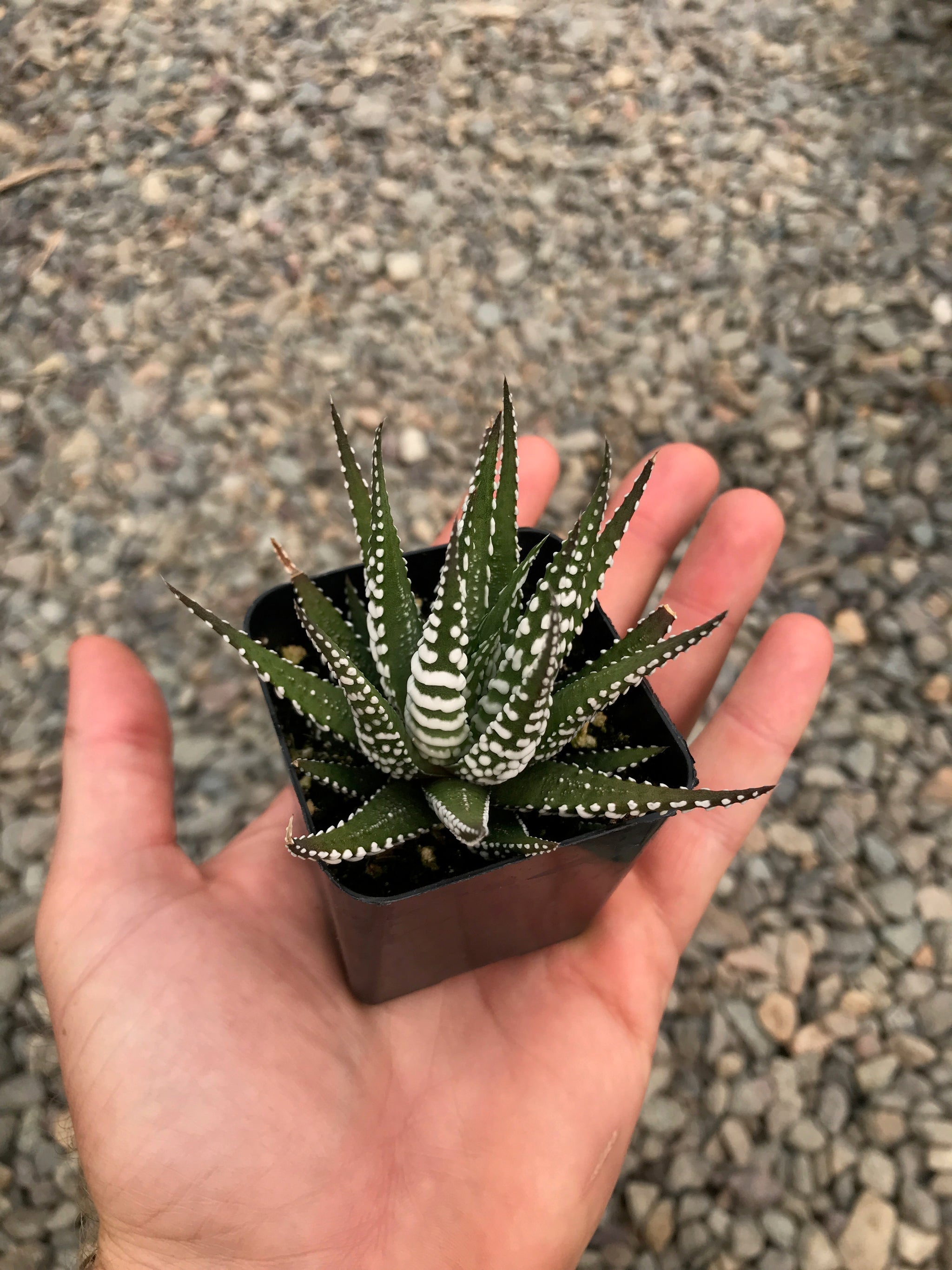 zebra succulent flower stalk 2" Haworthia Zebra