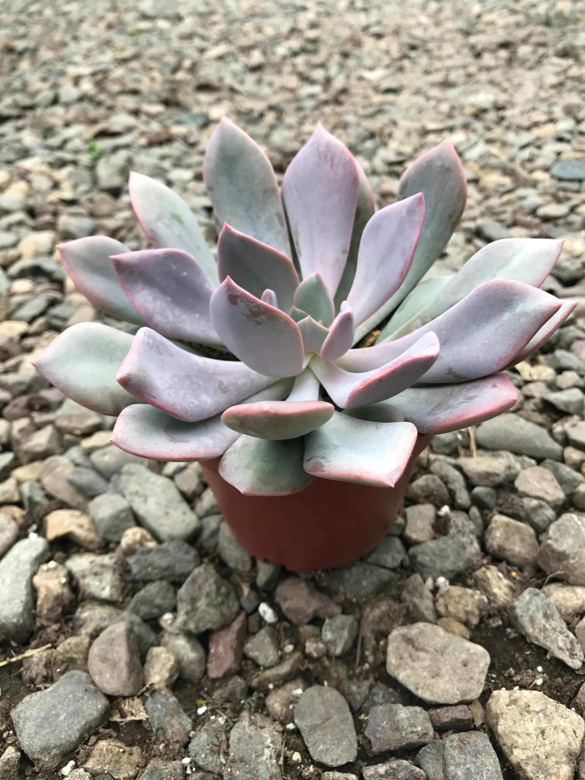 debbie succulent 4" Graptoveria Debbie – Plant Decor Shop