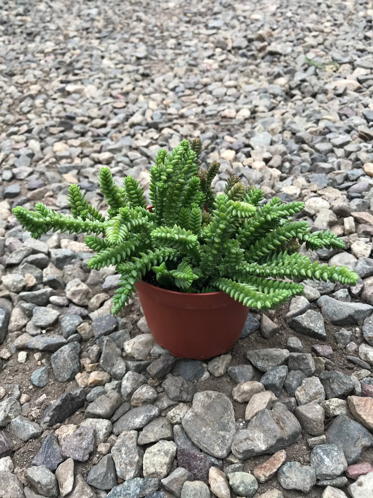 crassula muscosa succulent 4" Crassula Muscosa 'Watch Chain'