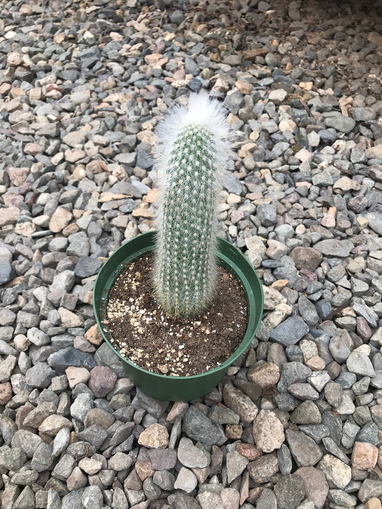 6" Cleistocactus Strausii