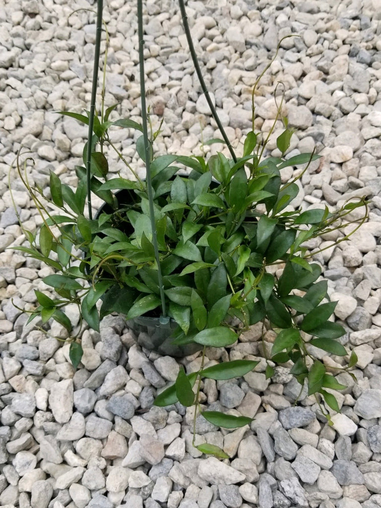 6" Hoya Lacunosa