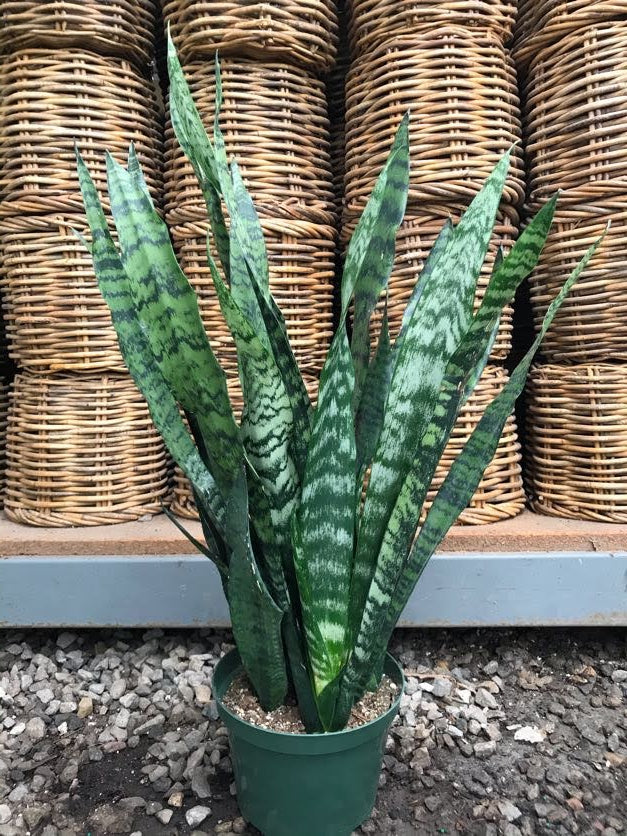 snake coral plant 8" Sansevieria Black Coral