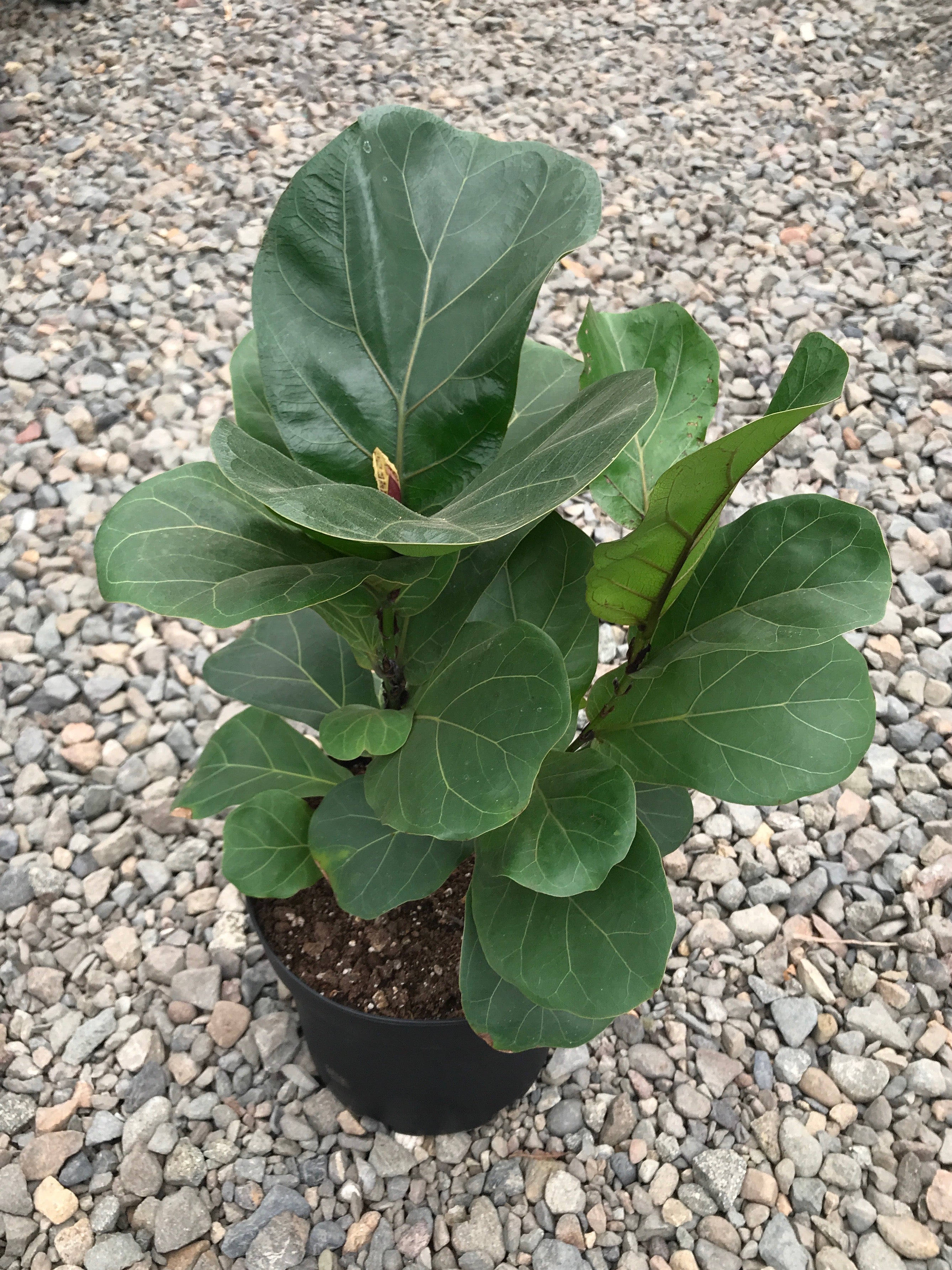 fiddle leaf fig soil near me Ficus LYRATA