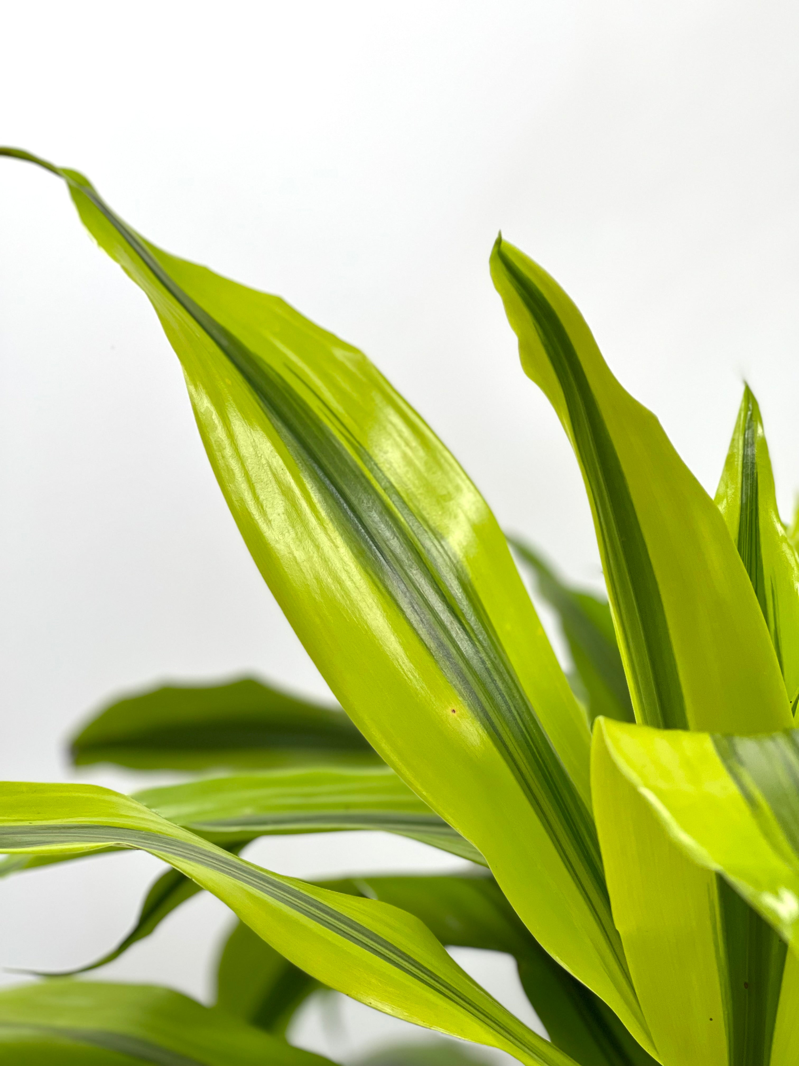 dracaena kristi 8" Dracaena Kristi, Tips 3p
